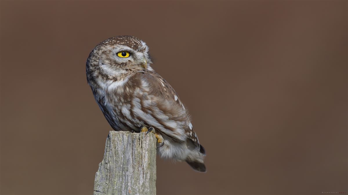 Little Owl