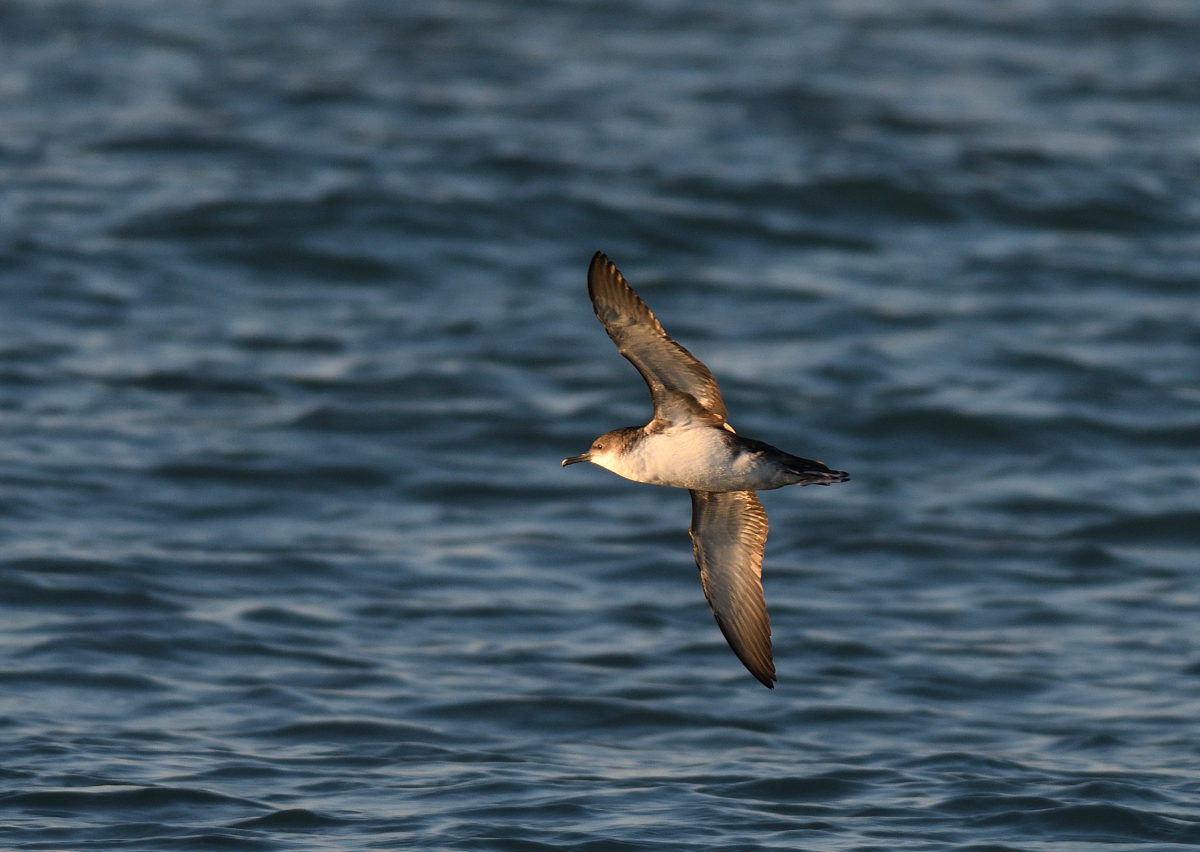 Yelkouan Shearwater