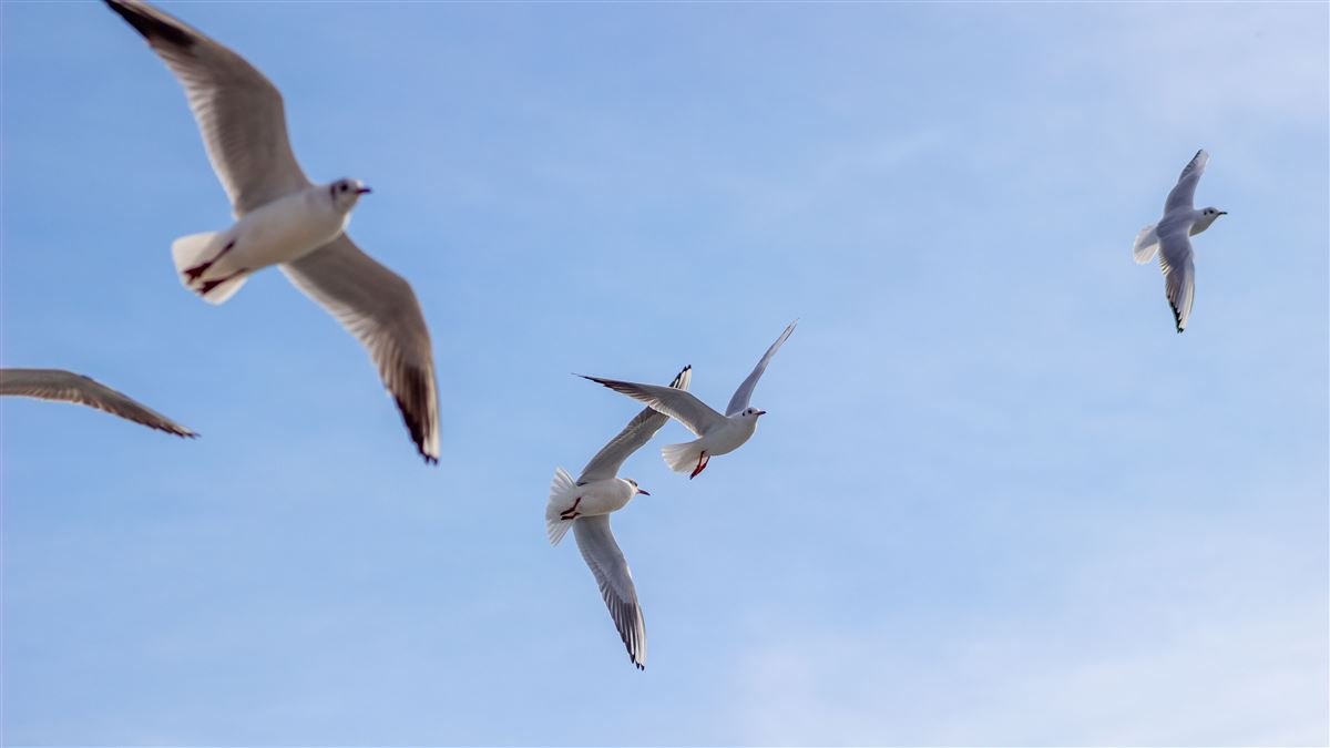 Black-headed Gull