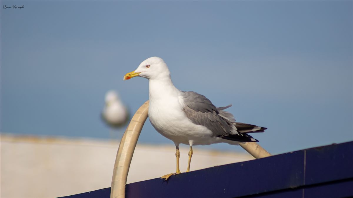Yellow-legged Gull