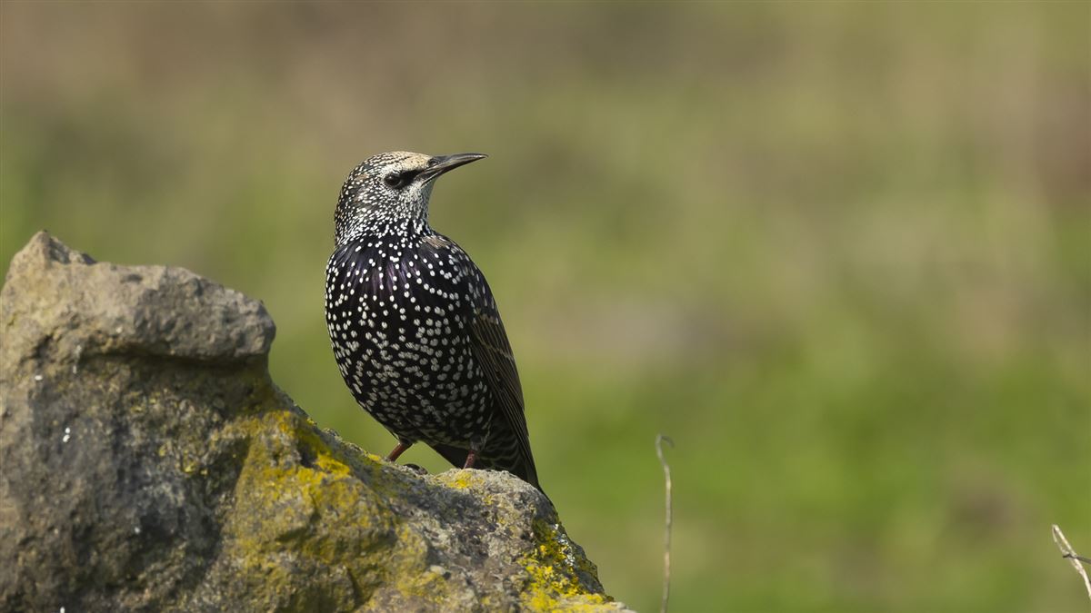 Common Starling
