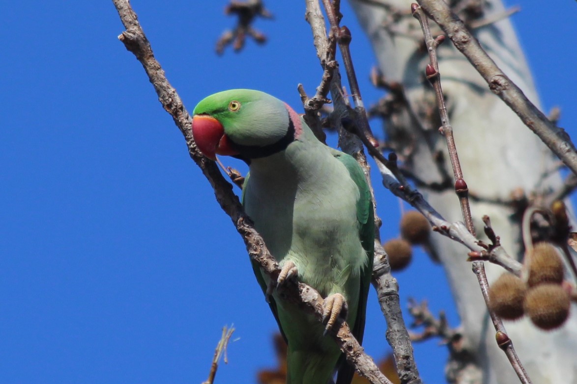 Alexandrine Parakeet