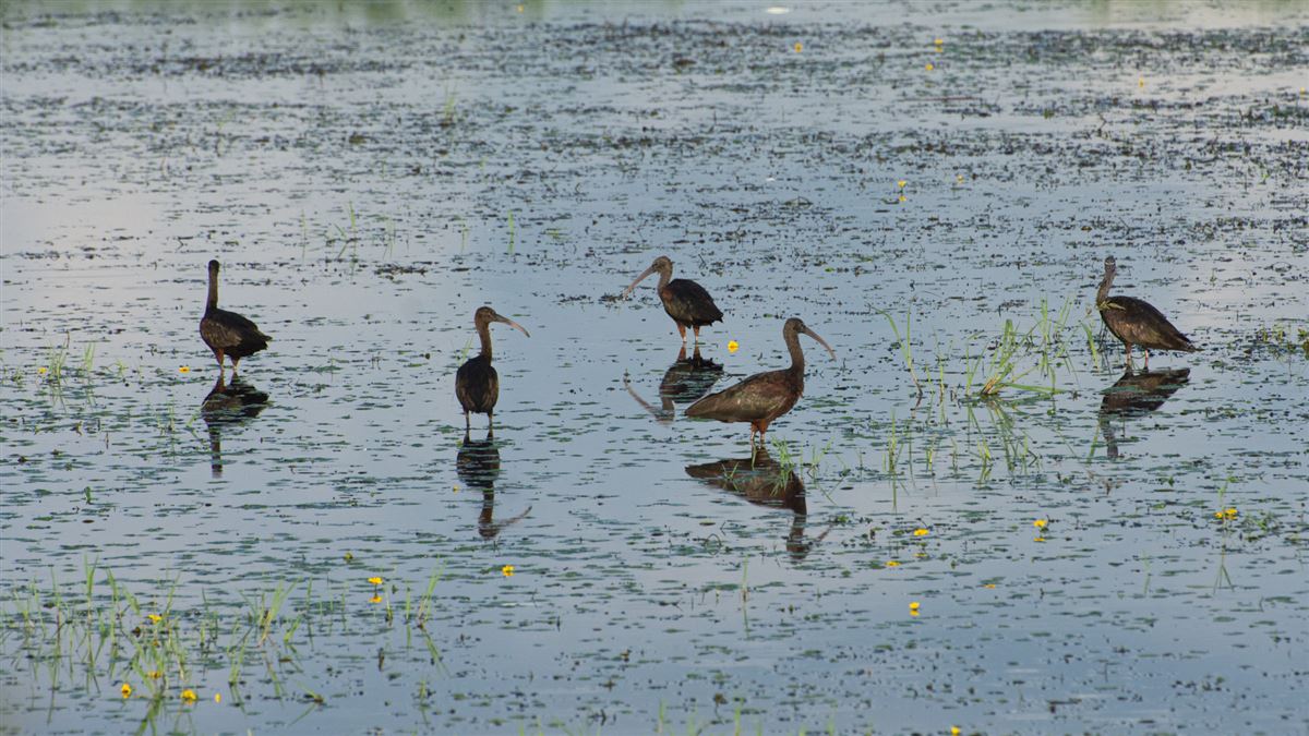 Glossy Ibis