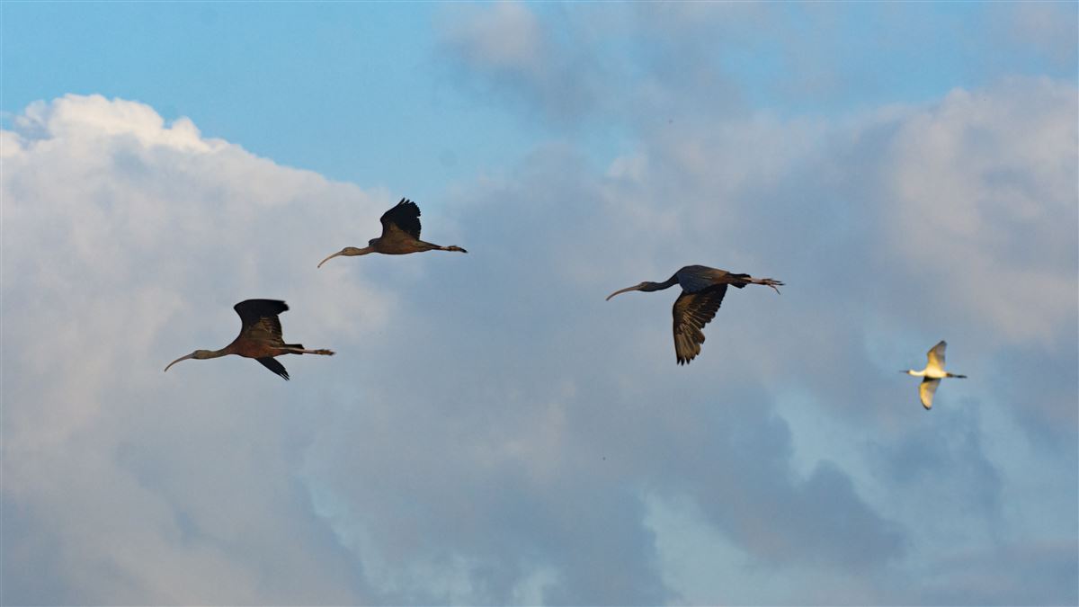 Glossy Ibis