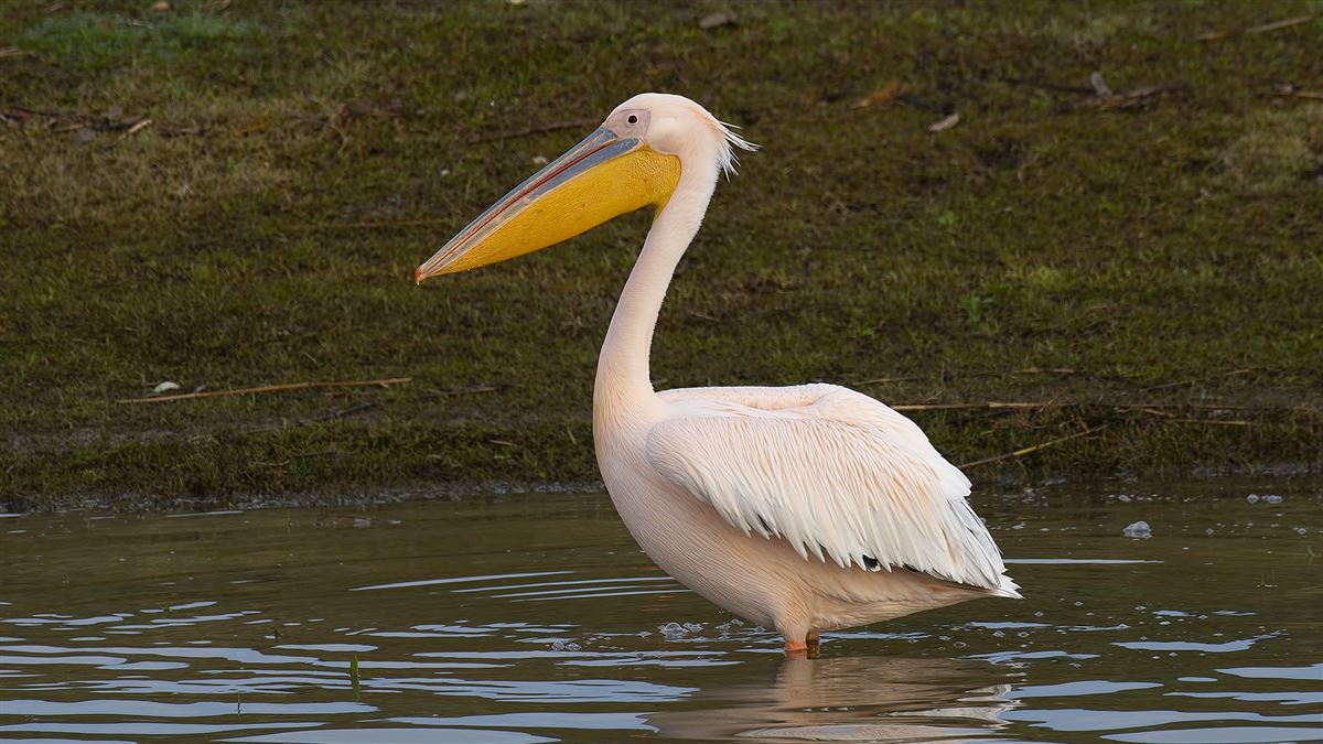 Great White Pelican