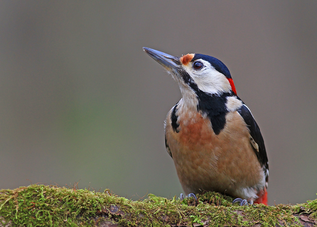 Great Spotted Woodpecker