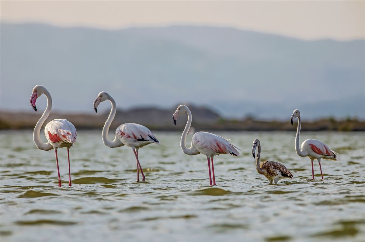Flamingo