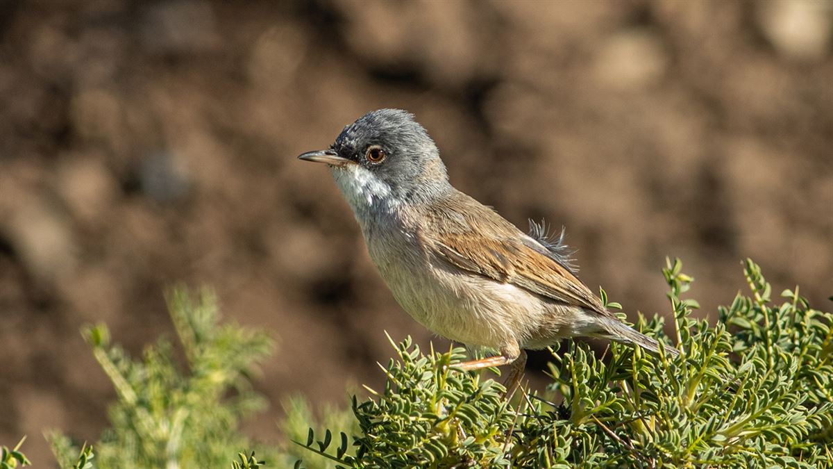 Spectacled Warbler