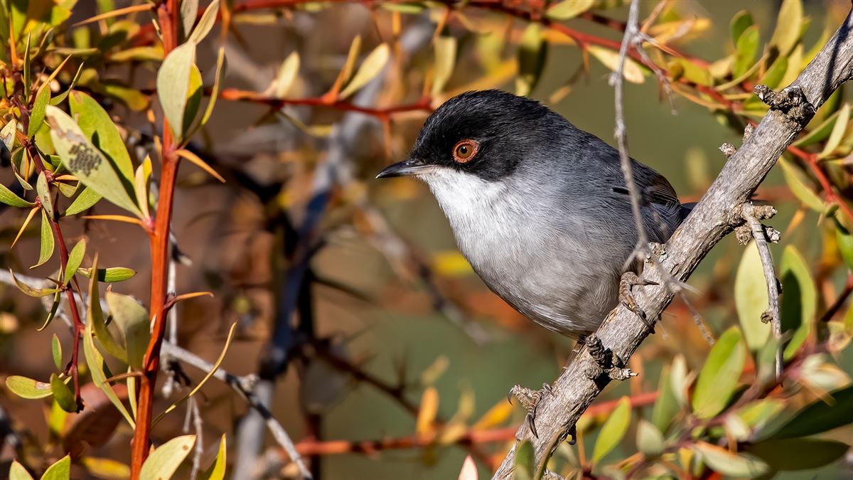 Sardinian Warbler