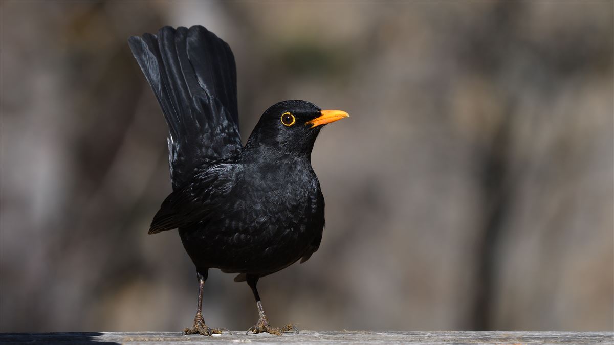 Common Blackbird