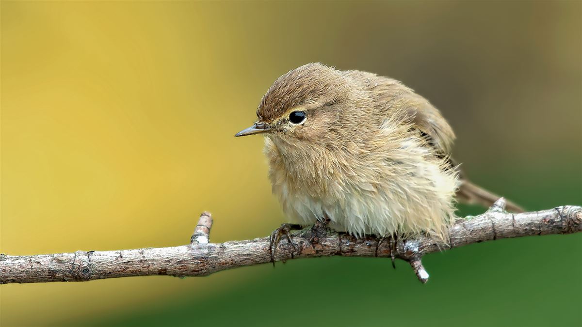 Common Chiffchaff