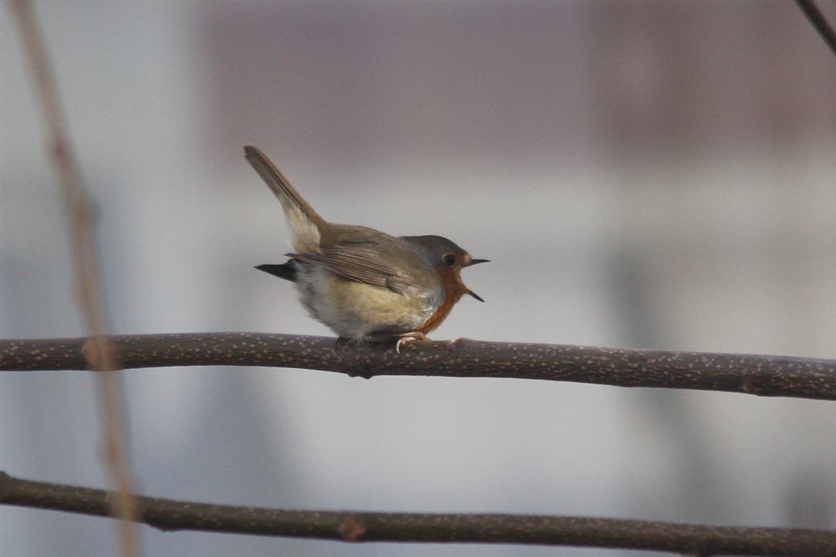 European Robin