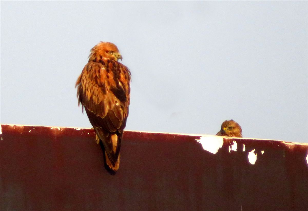 Common Buzzard