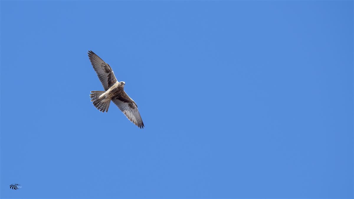 Saker Falcon