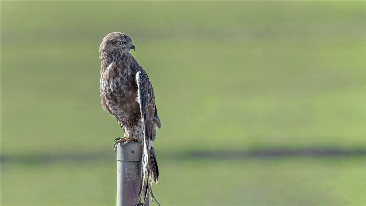 Common Buzzard