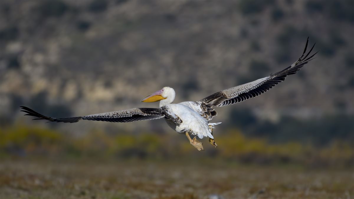 Great White Pelican