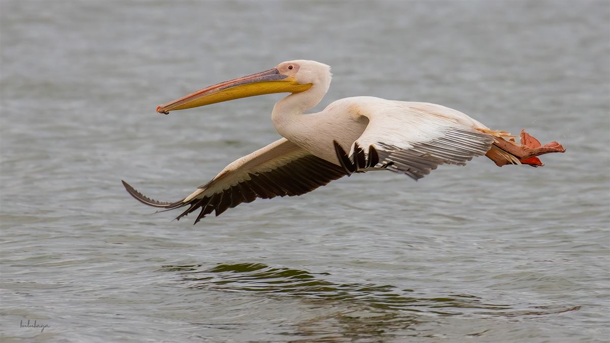 Great White Pelican