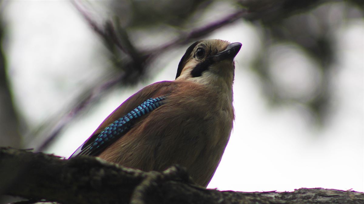 Eurasian Jay