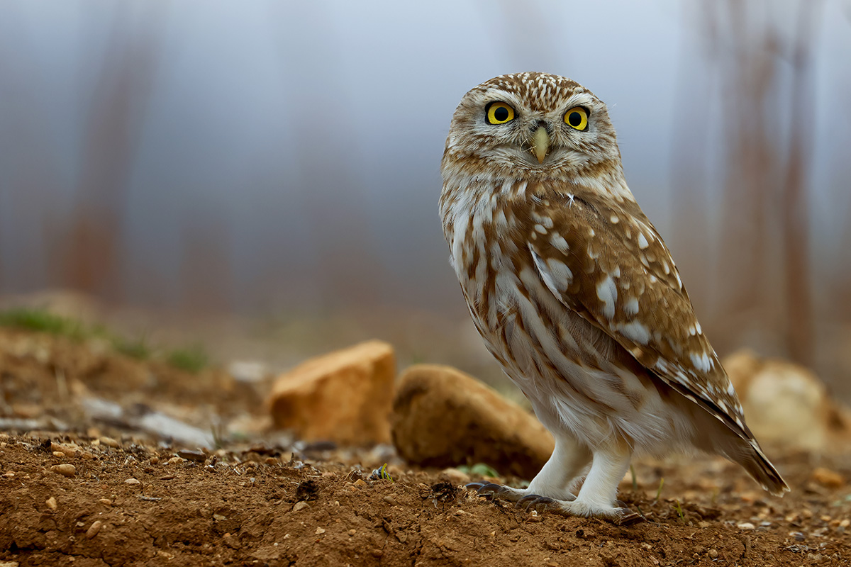 Little Owl