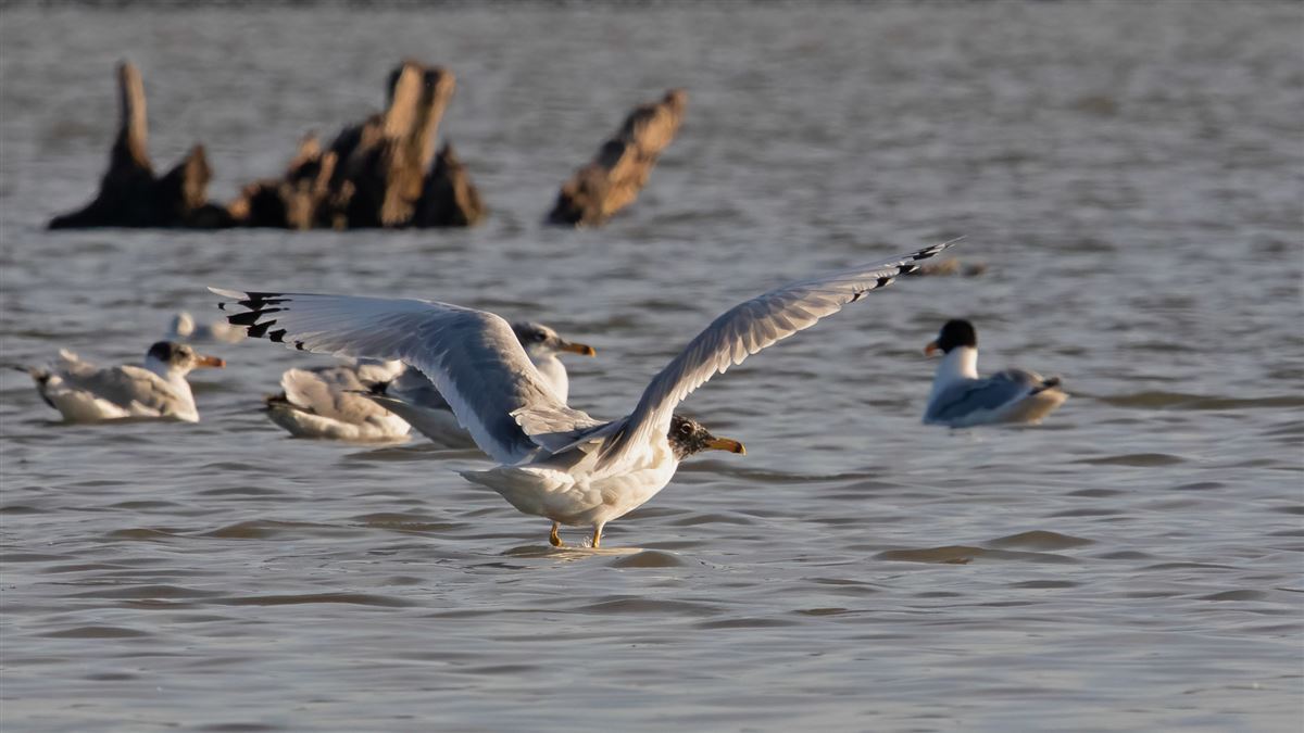 Pallas`s Gull