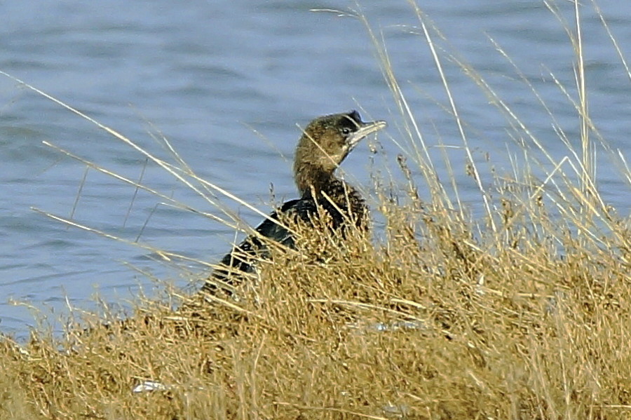 Küçük karabatak
