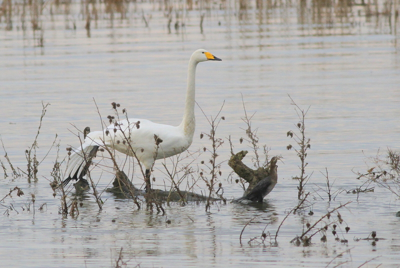 Whooper Swan