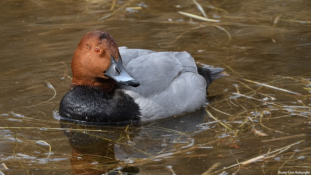 Common Pochard