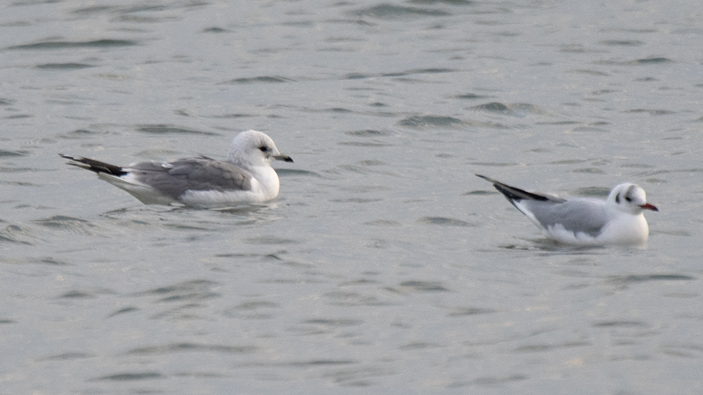Common Gull