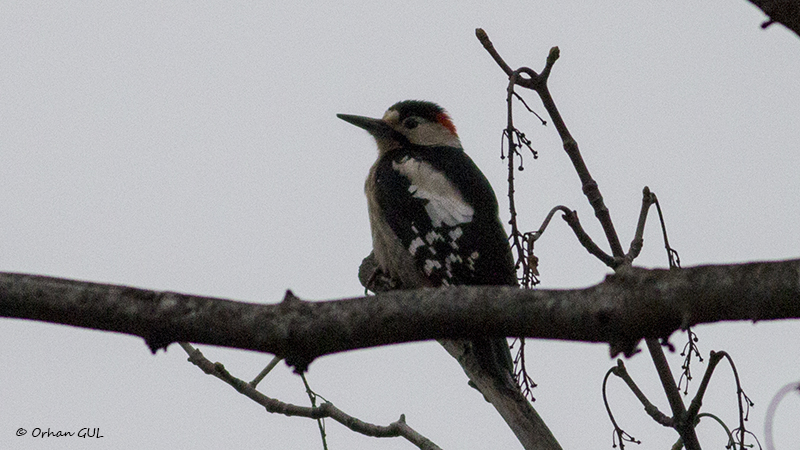 Syrian Woodpecker