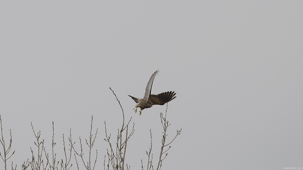 Common Kestrel