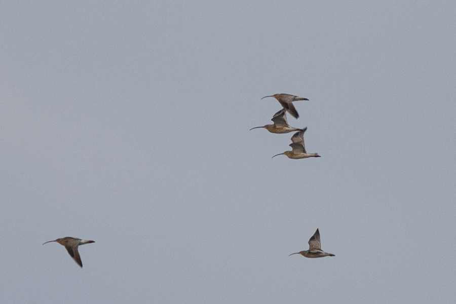Eurasian Curlew