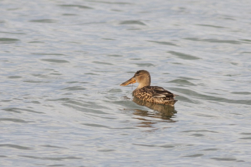 Northern Shoveler