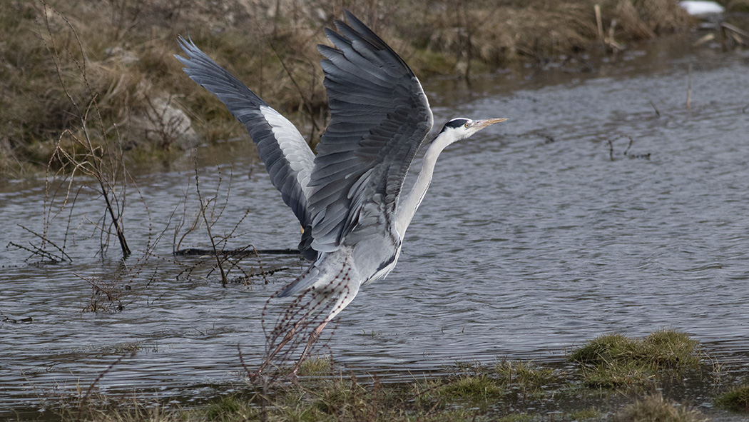 Grey Heron