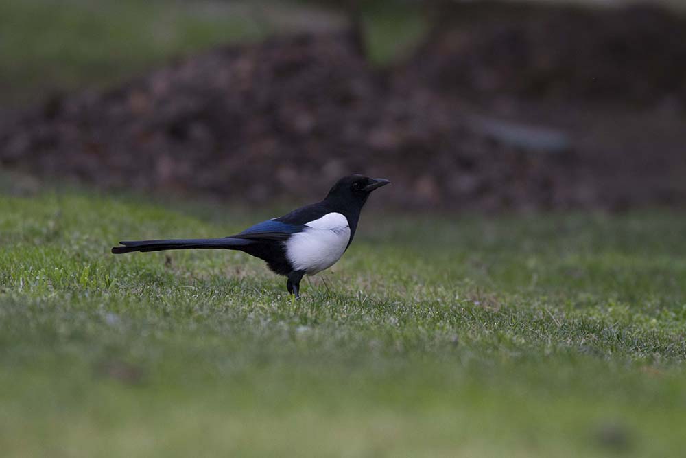 Eurasian Magpie