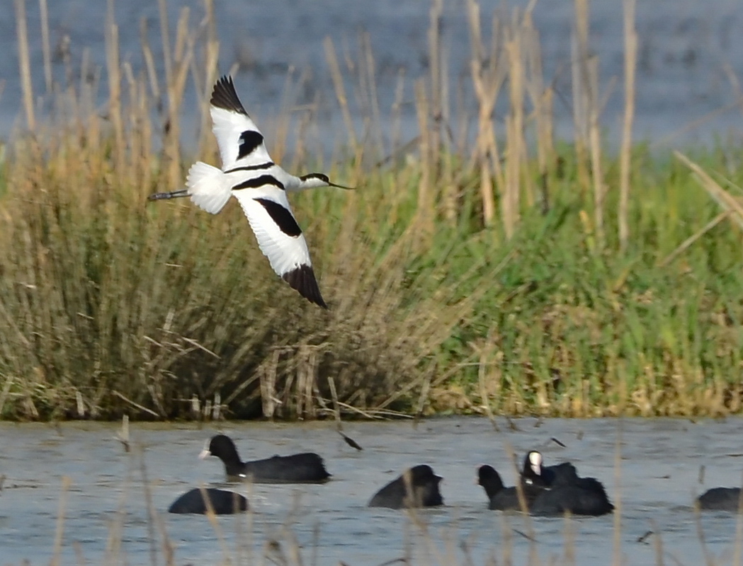 Pied Avocet