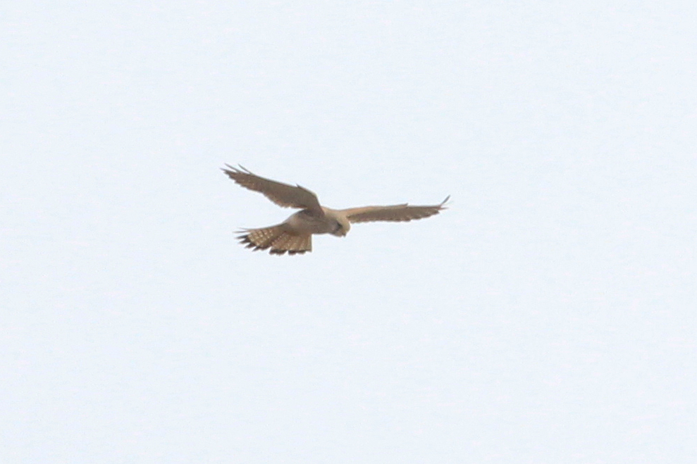 Common Kestrel