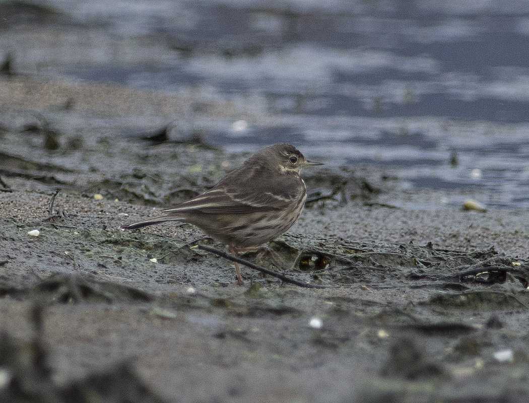 Buff-bellied Pipit