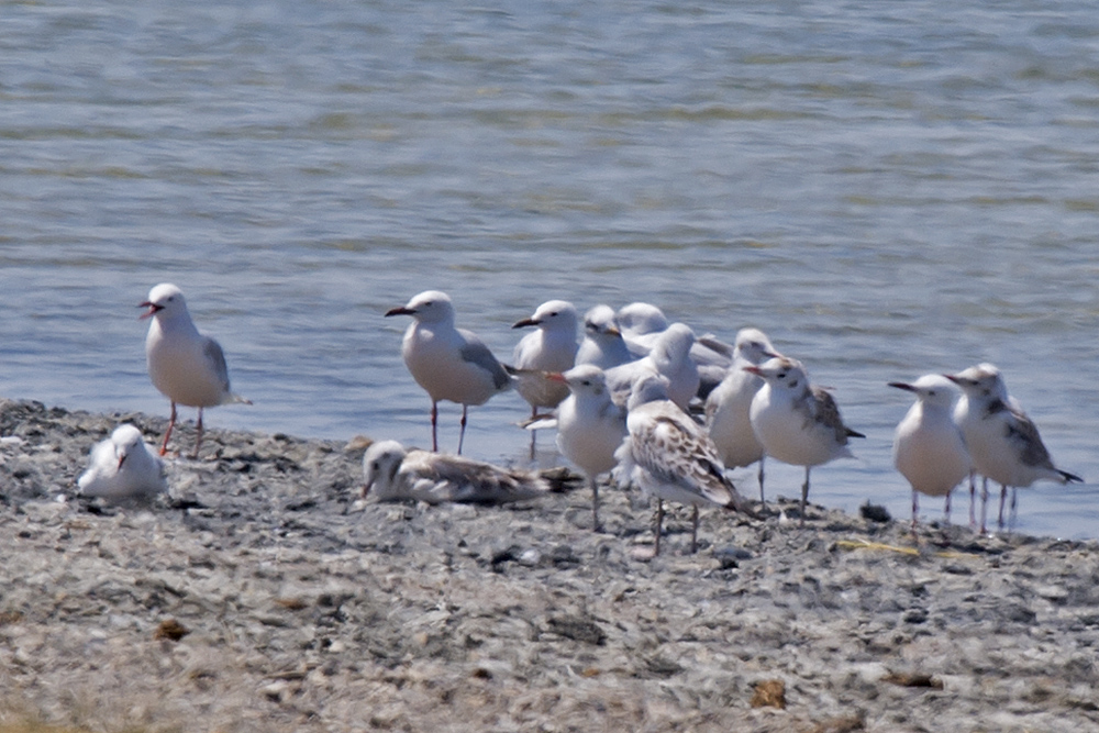 Slender-billed Gull