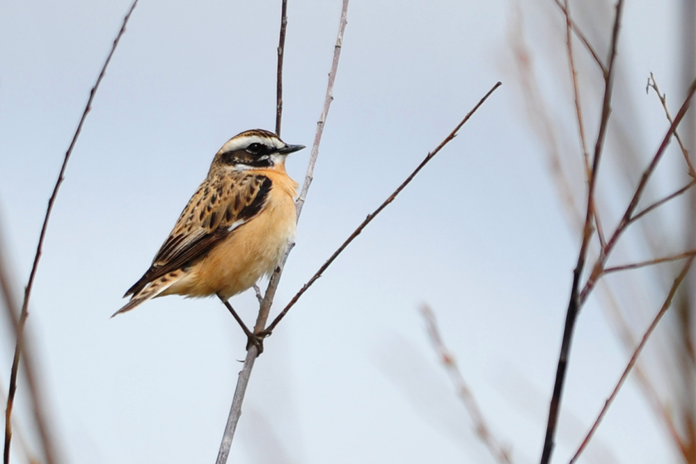 Whinchat