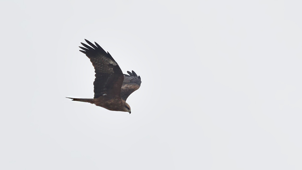 Black Kite