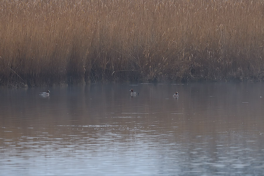 Eurasian Wigeon