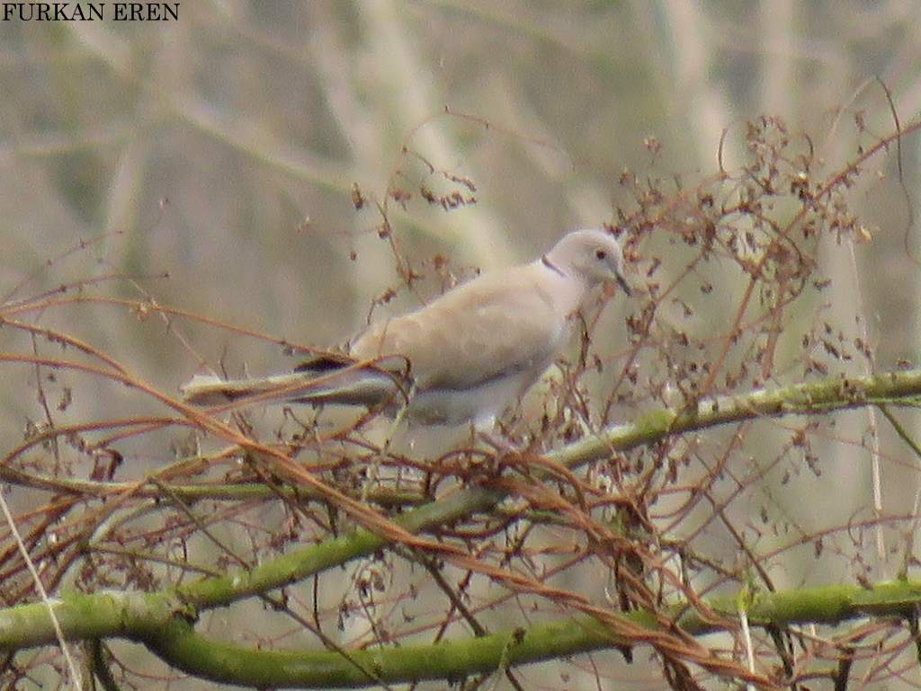 Eurasian Collared Dove