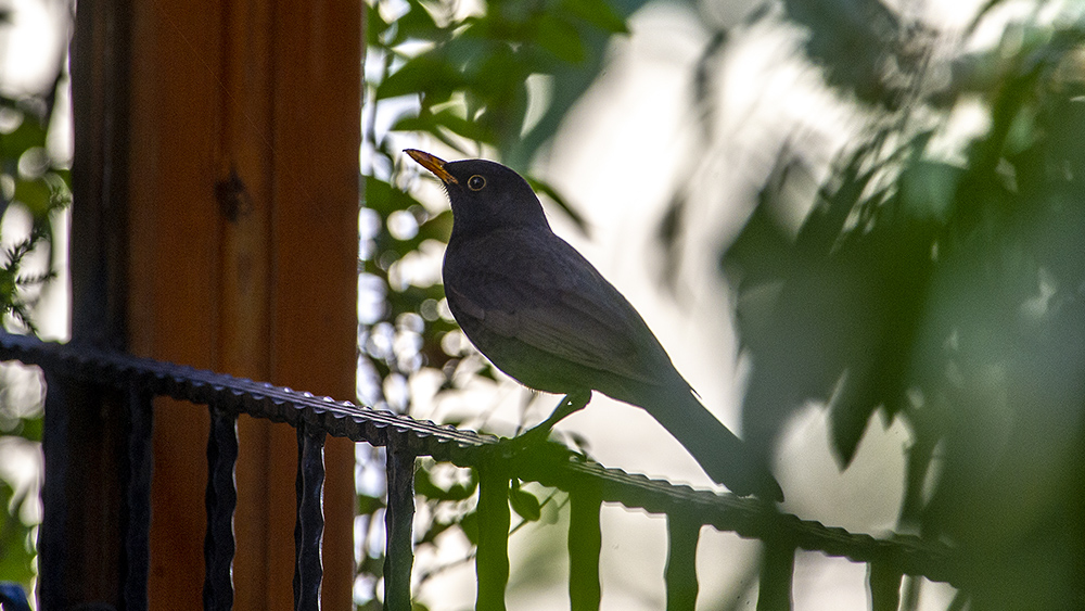 Common Blackbird