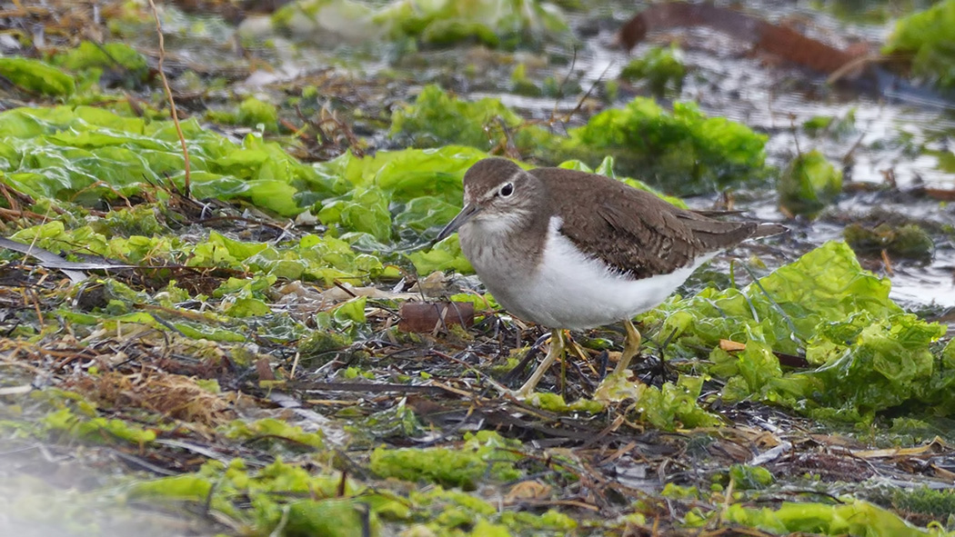 Common Sandpiper