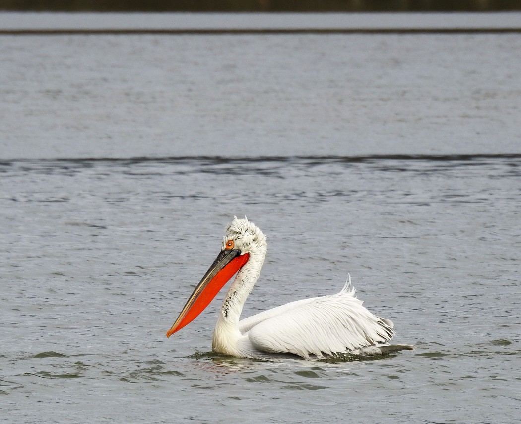 Dalmatian Pelican