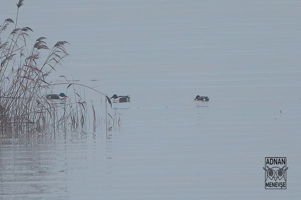 Northern Shoveler