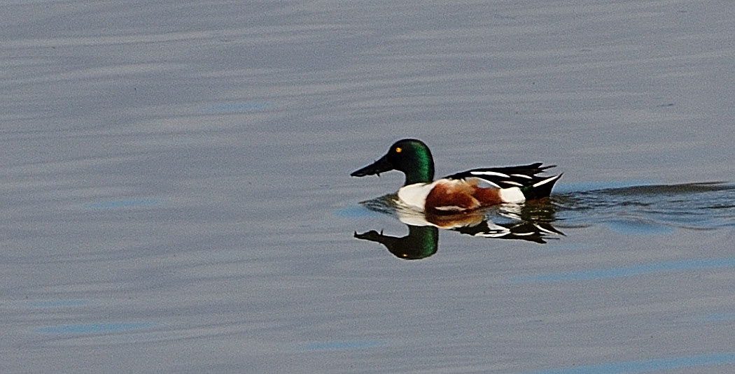 Northern Shoveler