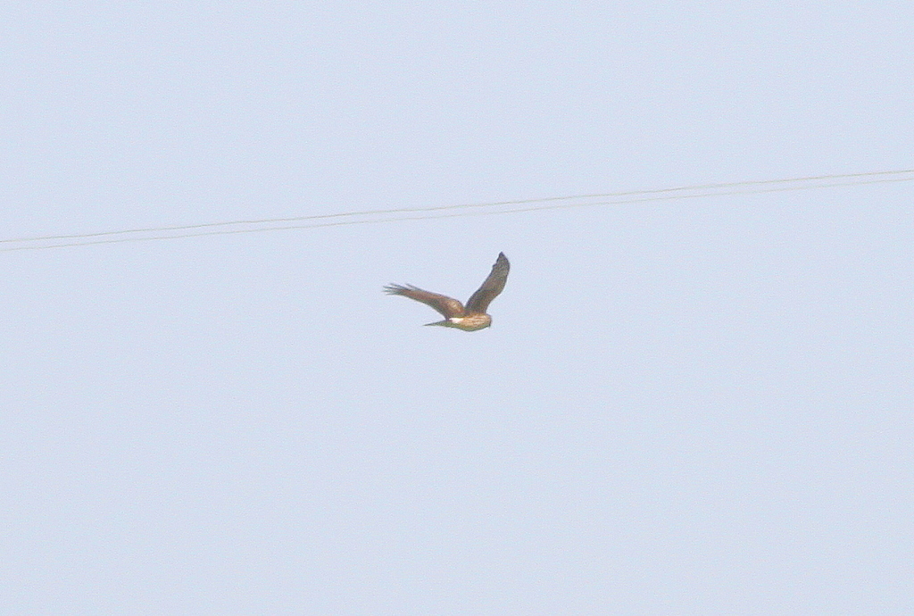 Hen Harrier