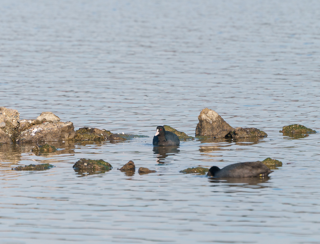 Eurasian Coot