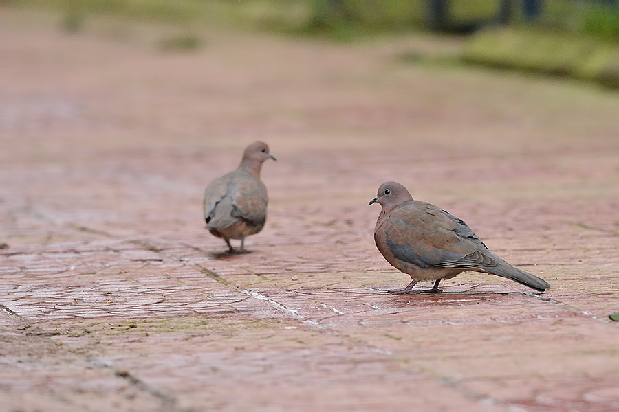 Laughing Dove